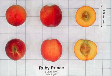 Ruby Prince-B